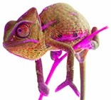 Chamäleon Warteliste Webinare chamaeleon-warteliste-webinare