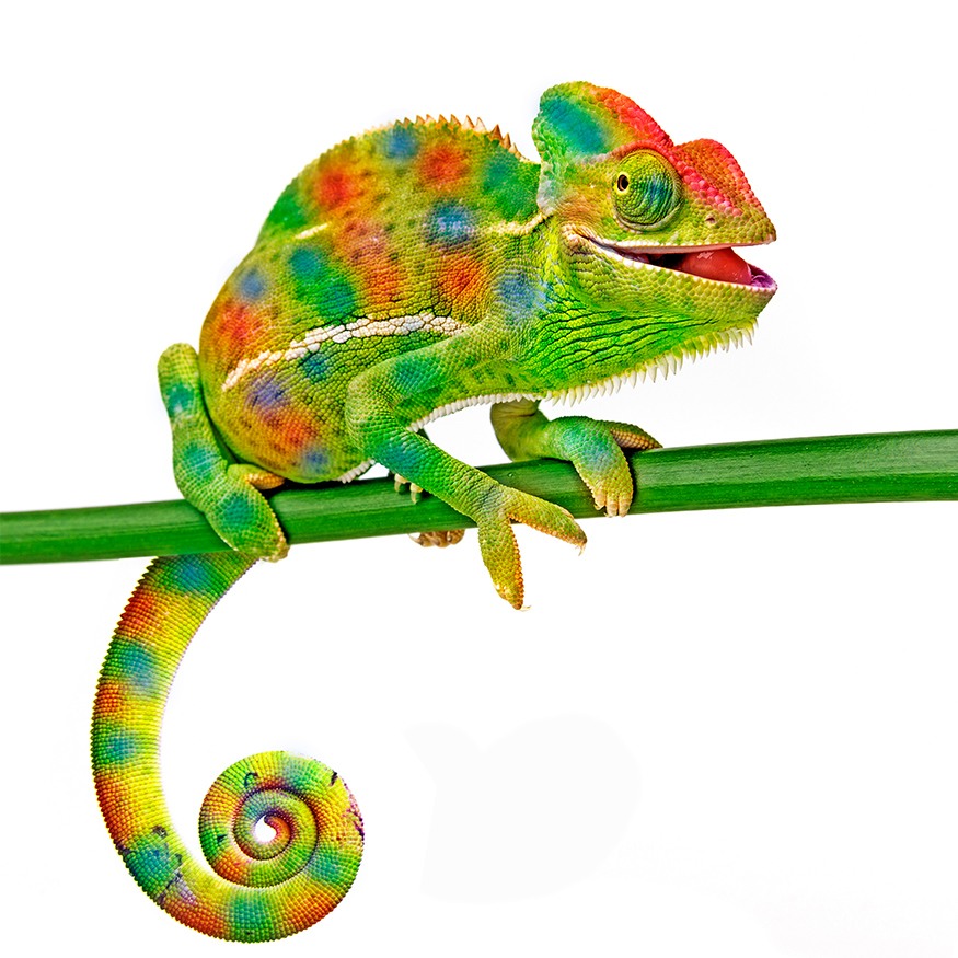 Super Chamäleon super-chamaeleon